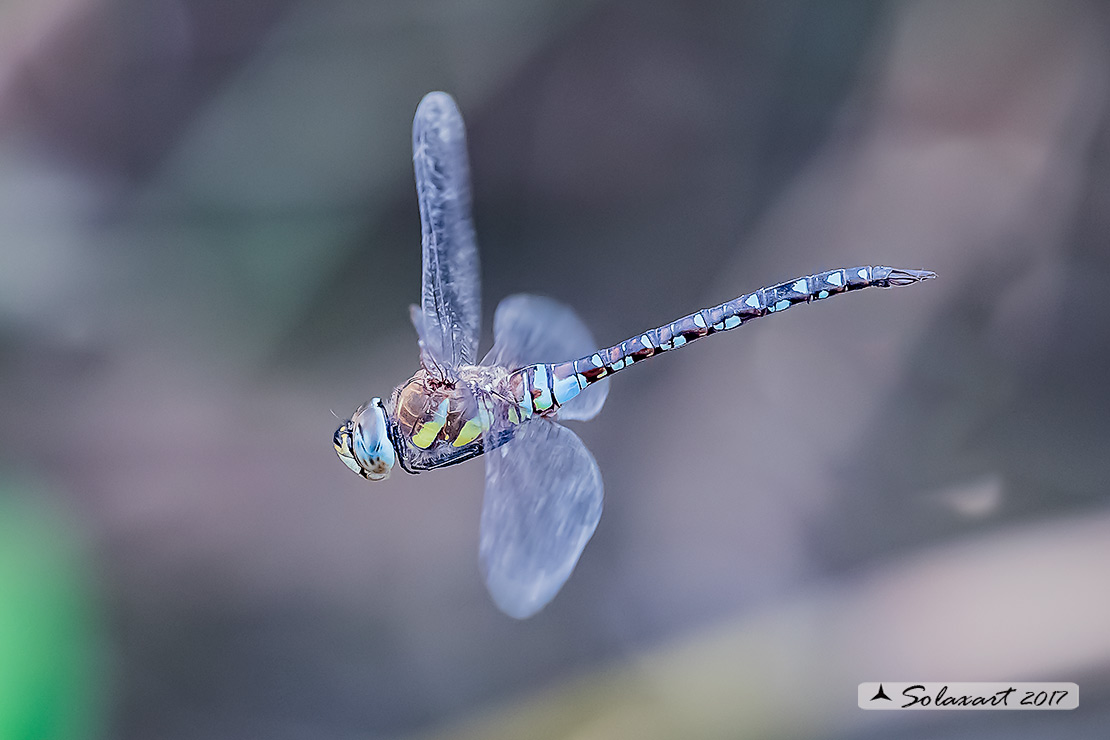 Aeshna mixta (maschio) - Migrant Hawker (male)