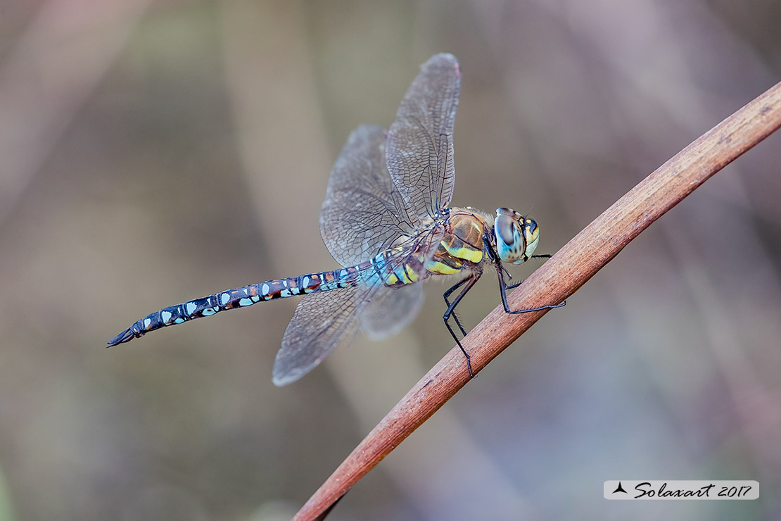 Aeshna mixta (maschio) - Migrant Hawker (male)