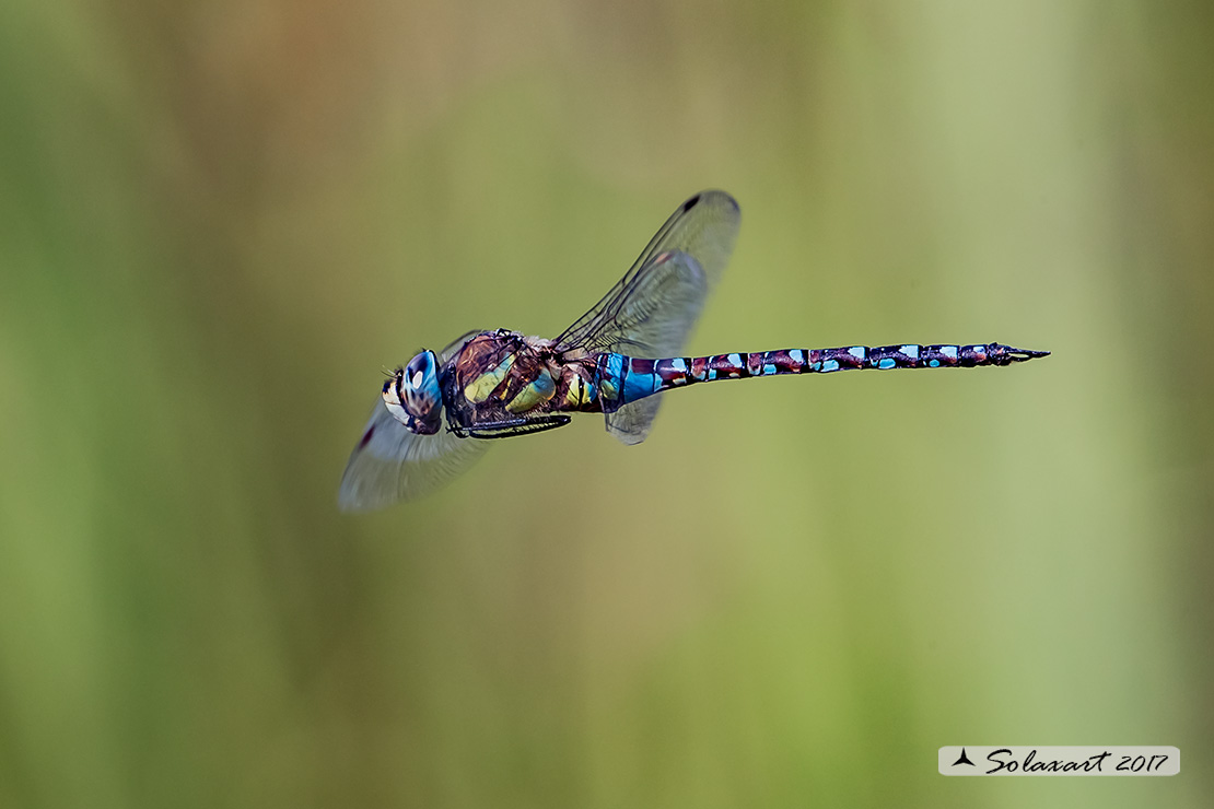 Aeshna mixta (maschio) - Migrant Hawker (male)