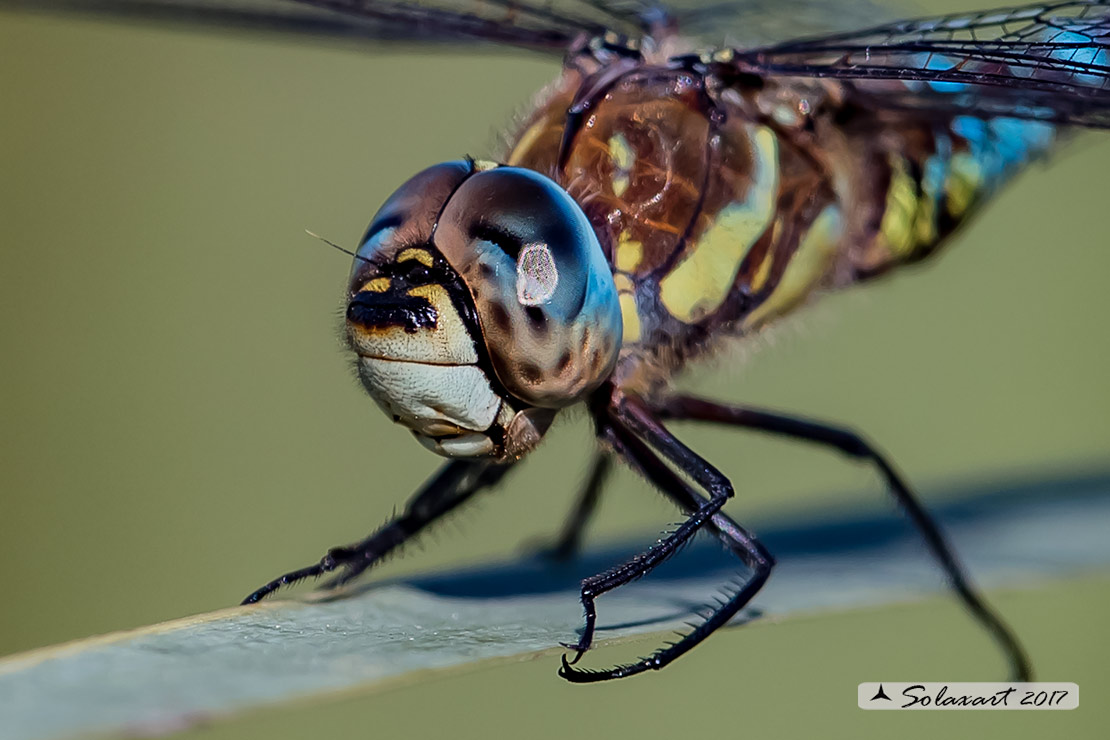 Aeshna mixta  (maschio) - Migrant Hawker (male)