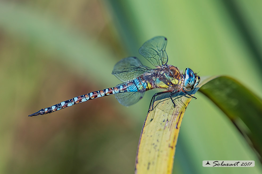 Aeshna mixta  (maschio) - Migrant Hawker (male)