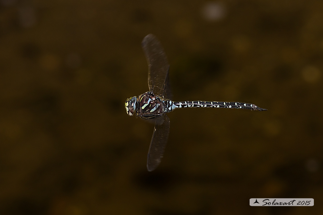 Aeshna subarctica:   Dragone artico (maschio)  -  Mosaic darners (male)