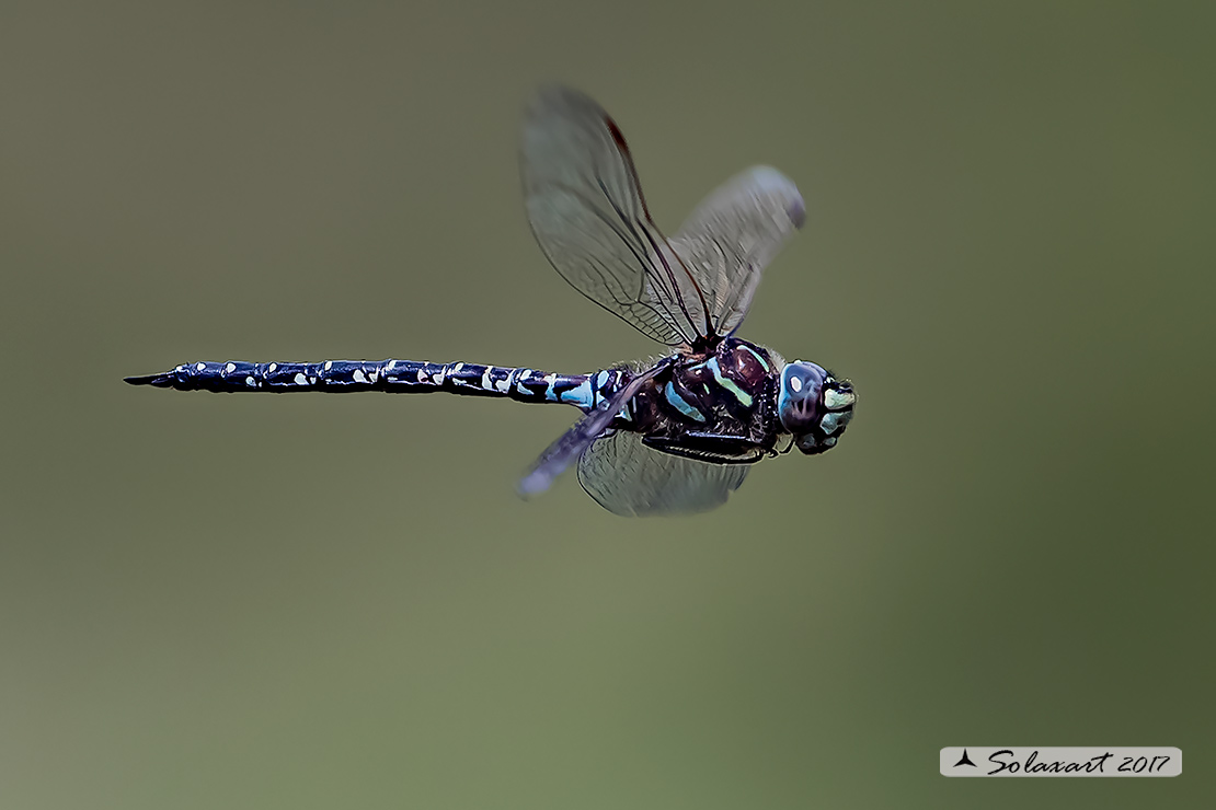 Aeshna subarctica: Dragone artico (maschio); Mosaic darner (male)