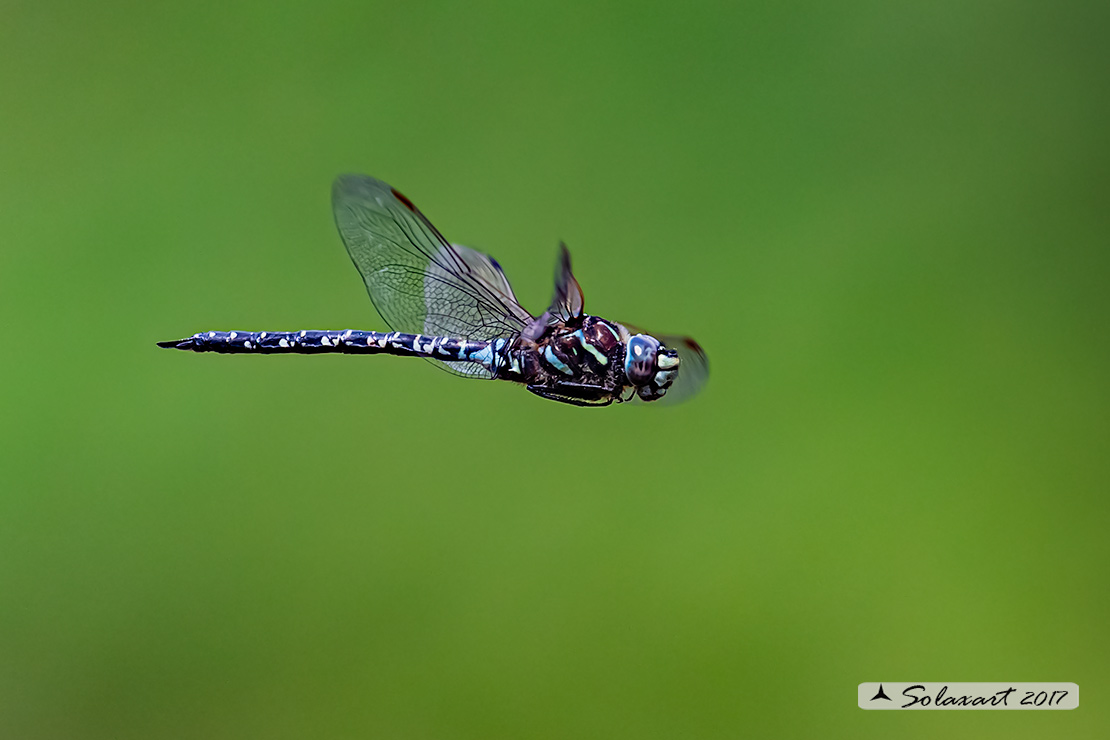 Aeshna subarctica: Dragone artico (maschio); Mosaic darner (male)