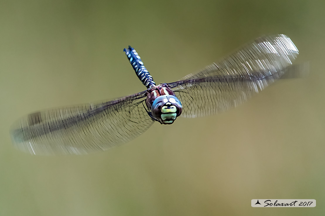 Aeshna subarctica: Dragone artico (maschio); Mosaic darner (male)