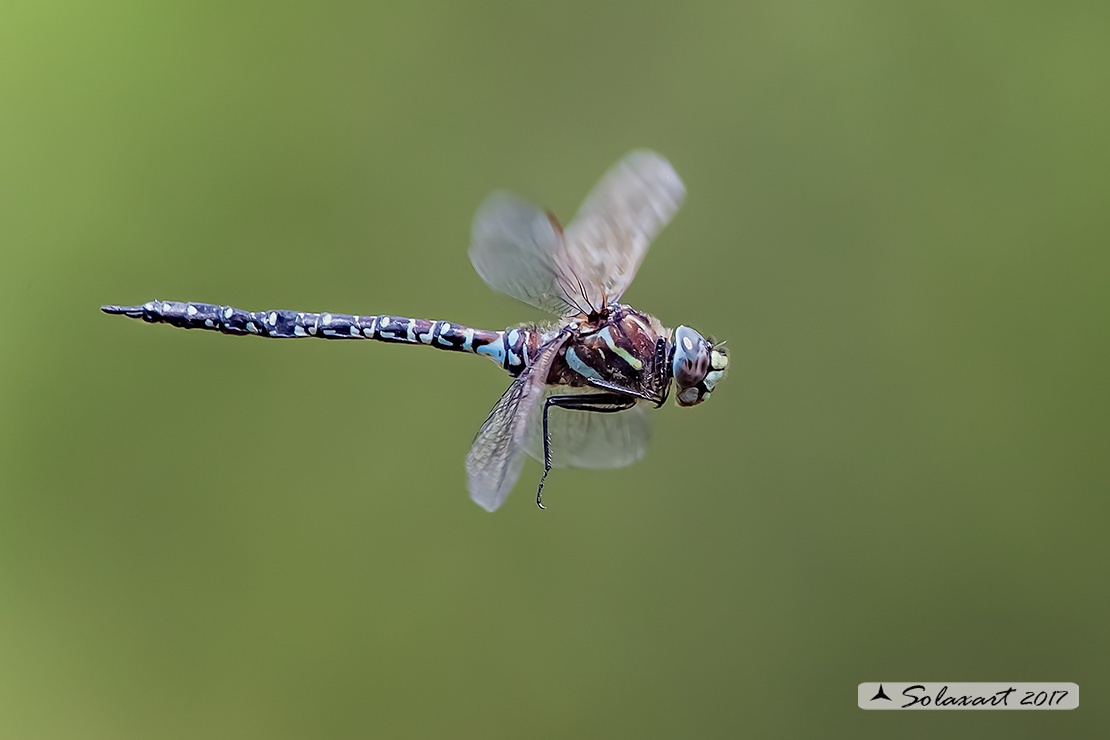 Aeshna subarctica: Dragone artico (maschio); Mosaic darner (male)