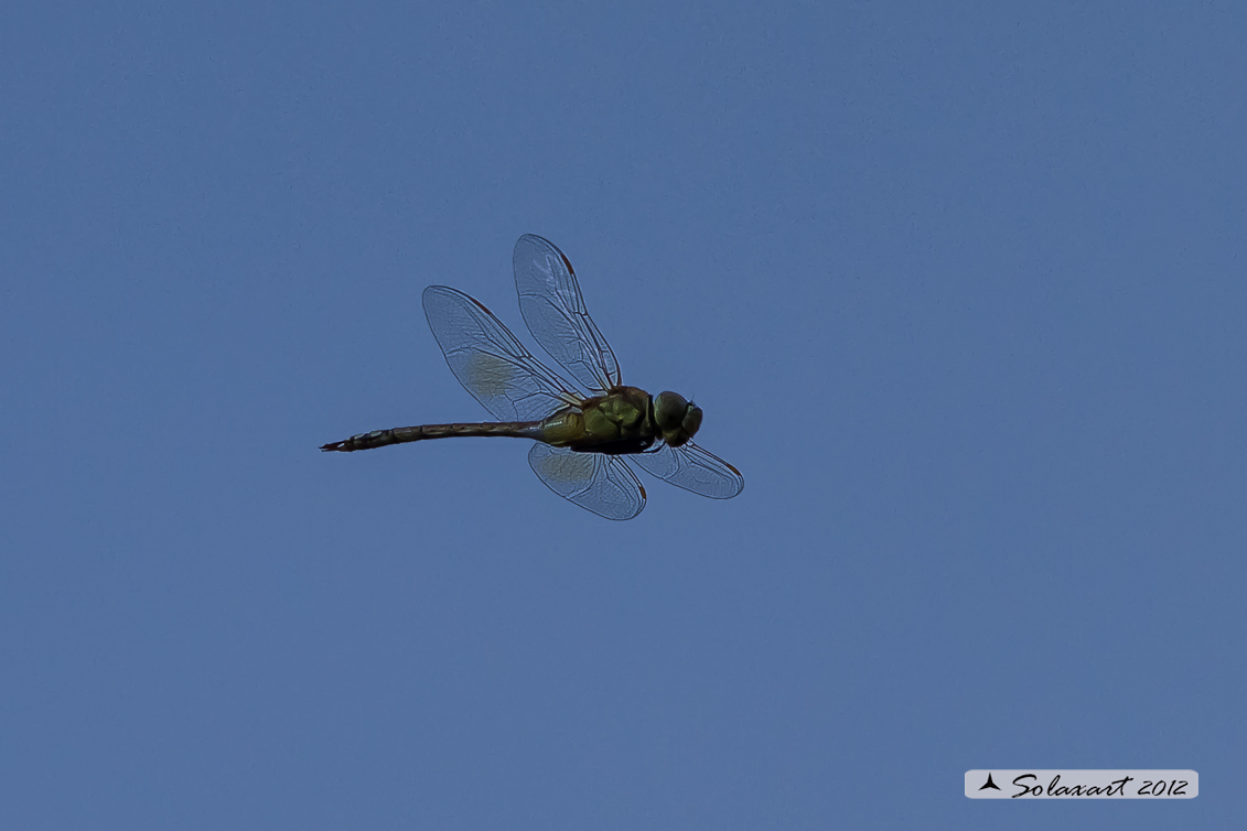 Hemianax ephippiger - Imperatore migrante - Vagrant Emperor