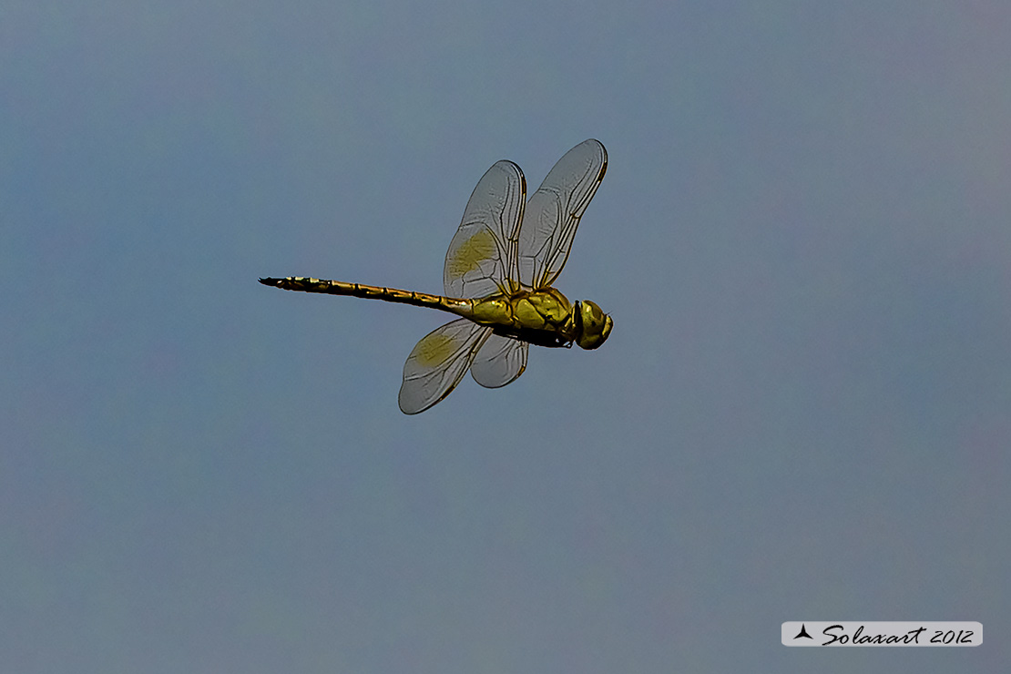 Hemianax ephippiger - Imperatore migrante - Vagrant Emperor