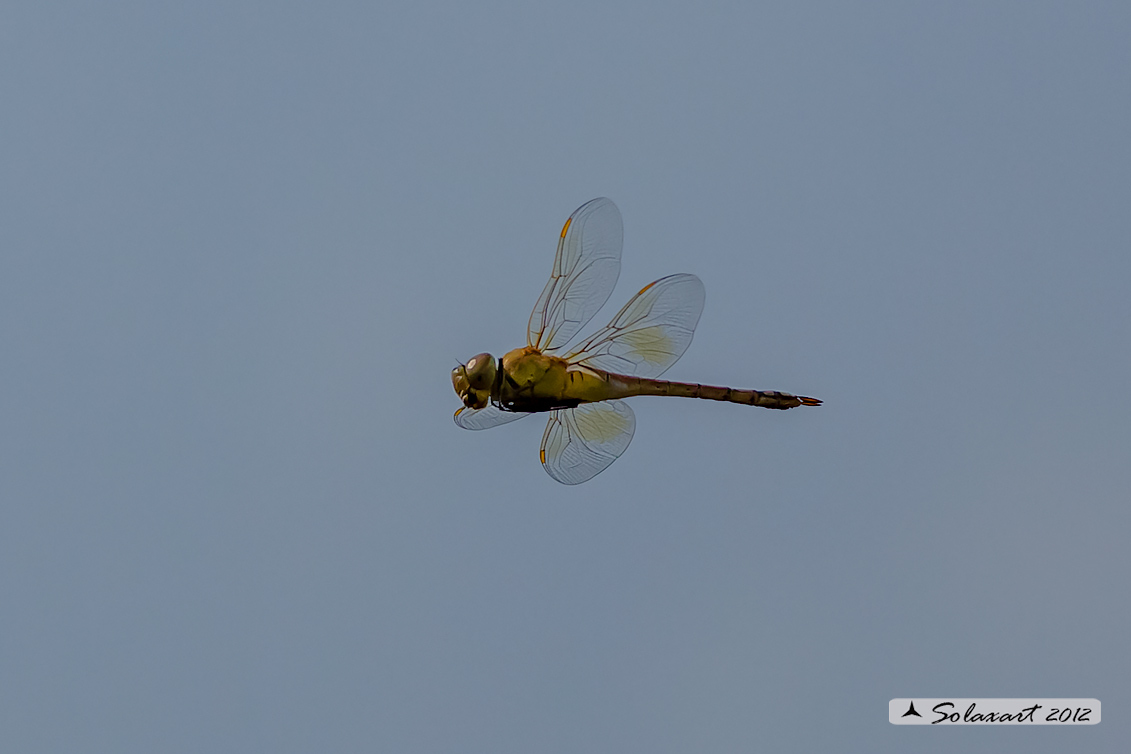 Hemianax ephippiger - Imperatore migrante - Vagrant Emperor