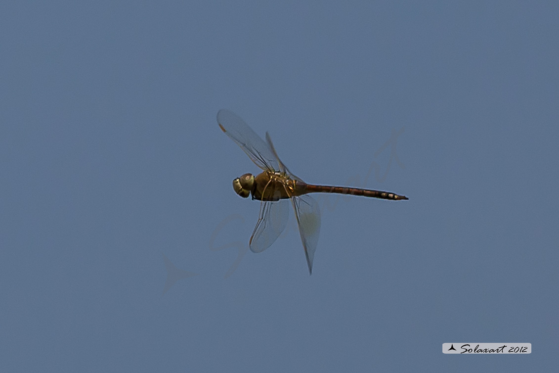 Hemianax ephippiger - Imperatore migrante - Vagrant Emperor