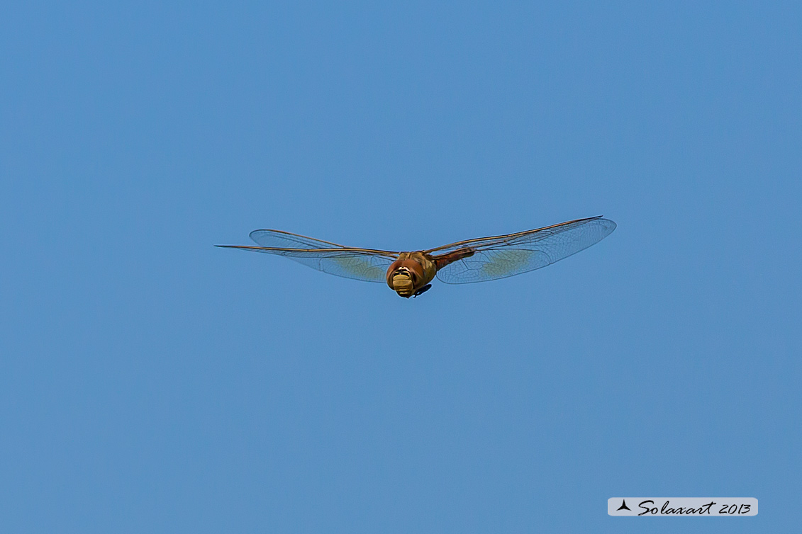Hemianax ephippiger - Imperatore migrante - Vagrant Emperor