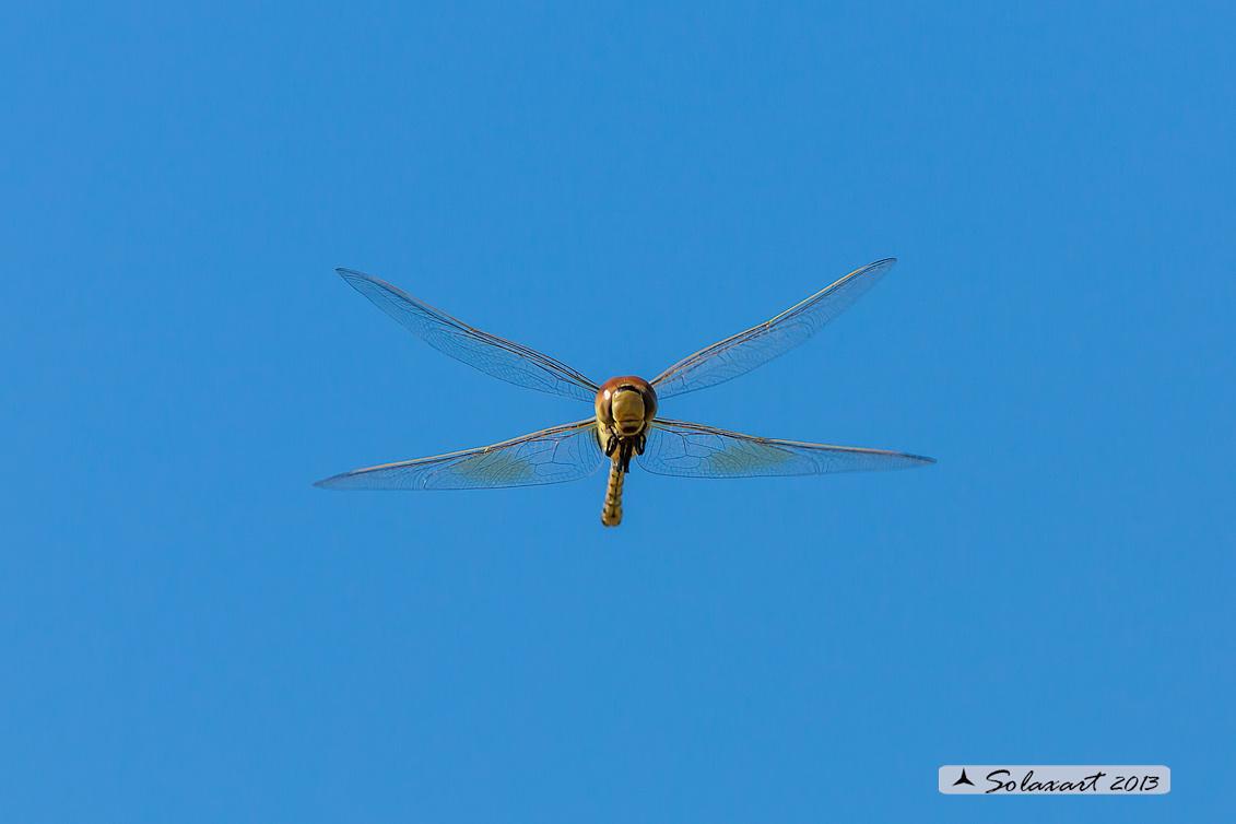 Hemianax ephippiger - Imperatore migrante - Vagrant Emperor