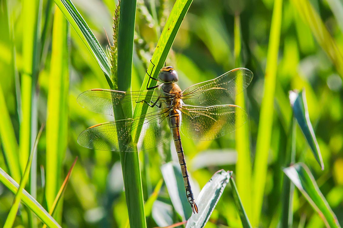 Hemianax ephippiger - Imperatore migrante - Vagrant Emperor