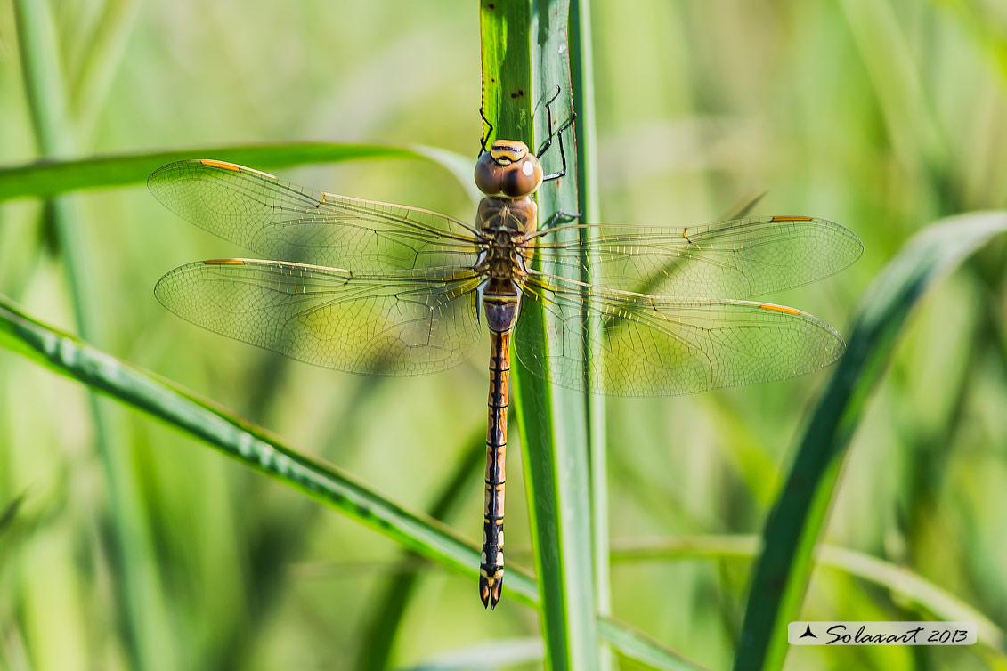 Hemianax ephippiger - Imperatore migrante - Vagrant Emperor