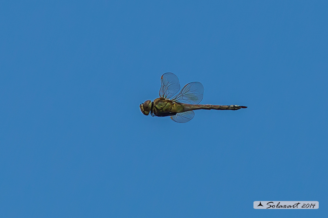 Hemianax ephippiger - Imperatore migrante - Vagrant Emperor
