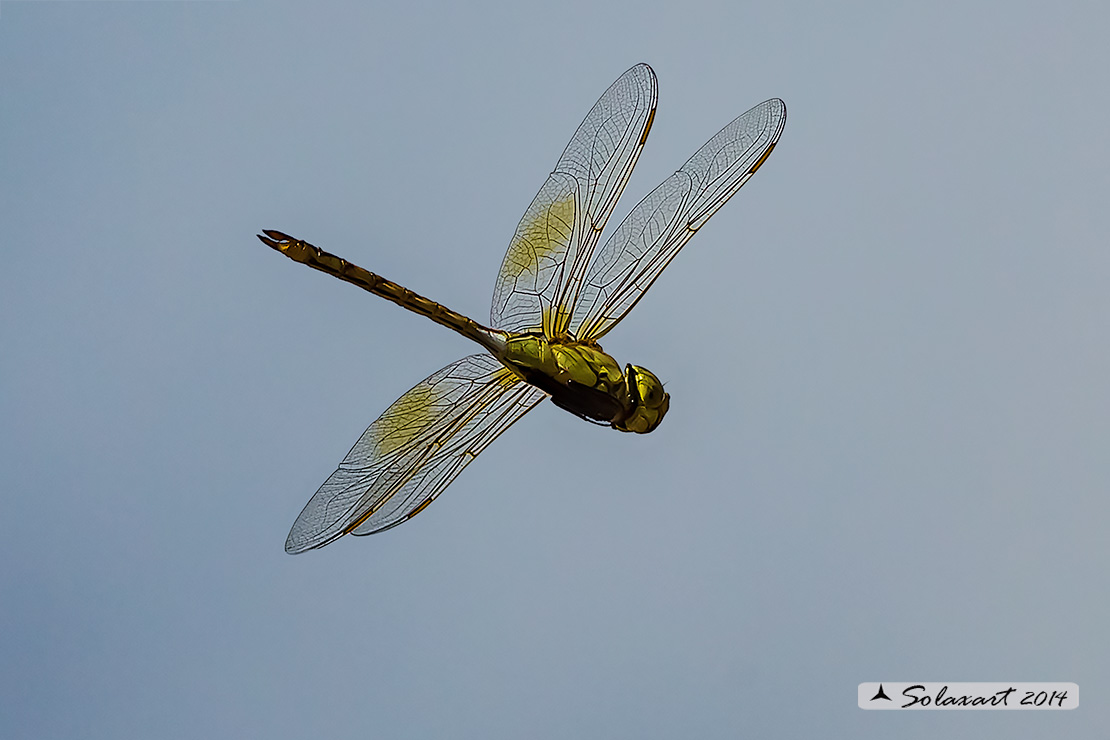 Hemianax ephippiger - Imperatore migrante - Vagrant Emperor