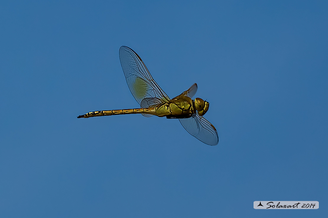Hemianax ephippiger - Imperatore migrante - Vagrant Emperor