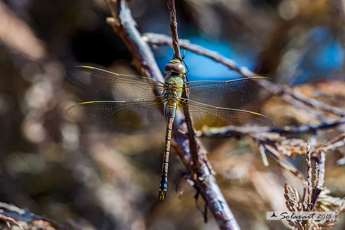 Hemianax ephippiger - Imperatore migrante - Vagrant Emperor