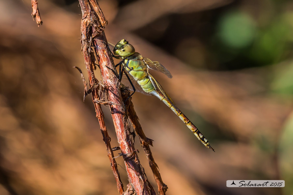 Hemianax ephippiger - Imperatore migrante - Vagrant Emperor