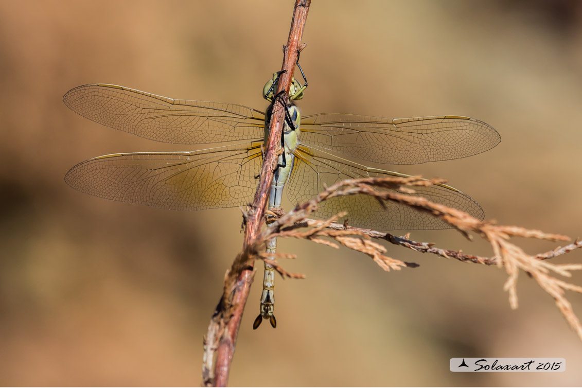 Hemianax ephippiger - Imperatore migrante - Vagrant Emperor