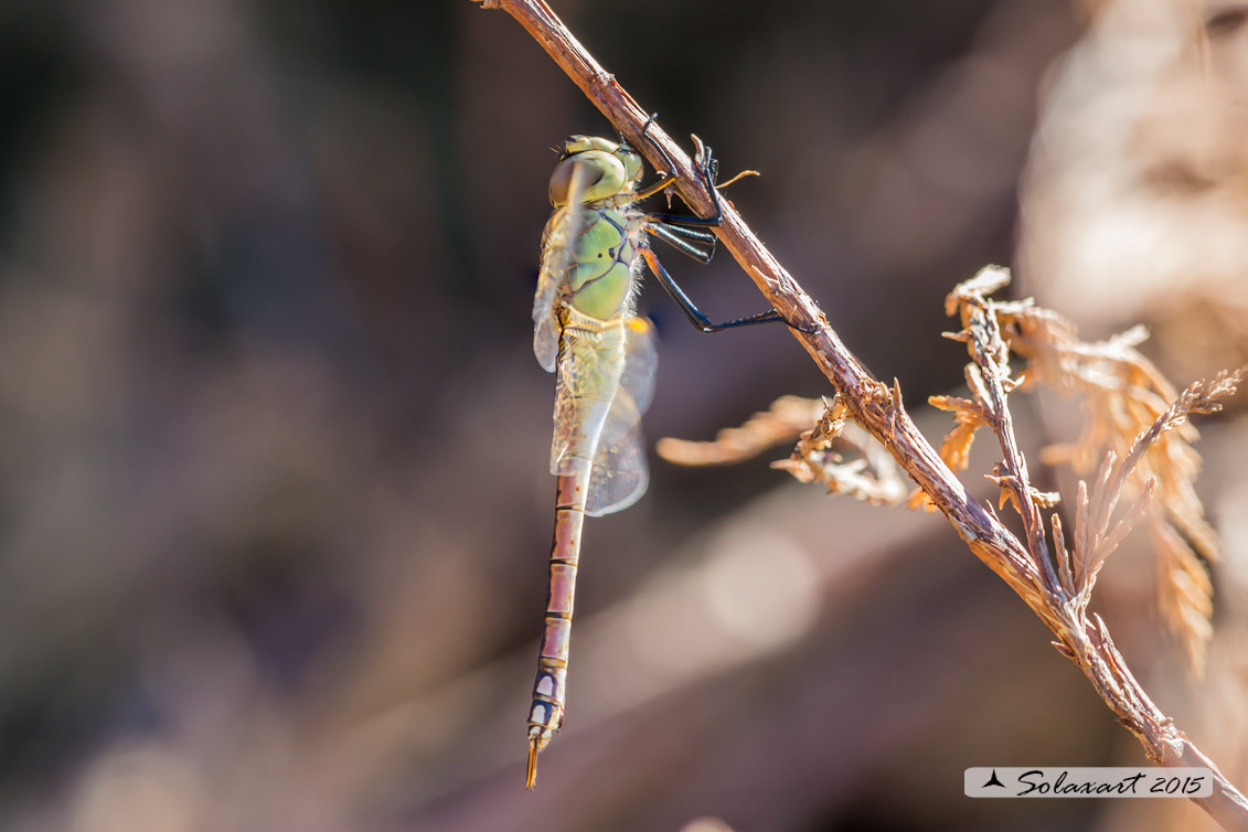 Hemianax ephippiger - Imperatore migrante - Vagrant Emperor