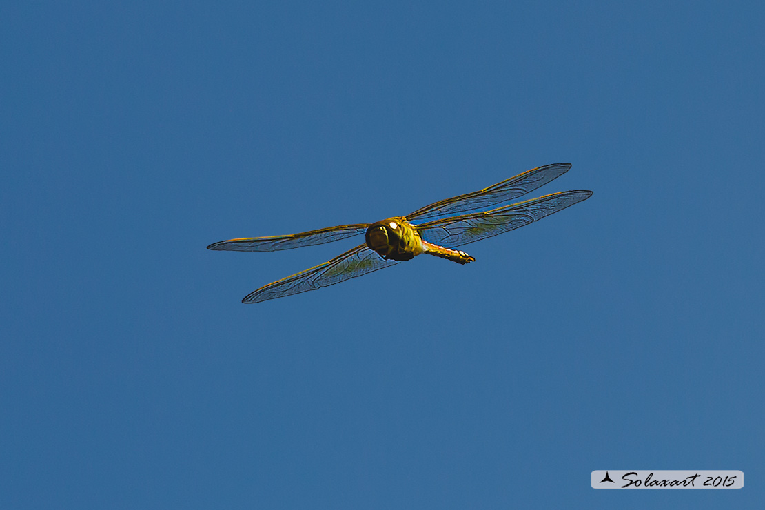Hemianax ephippiger - Imperatore migrante - Vagrant Emperor