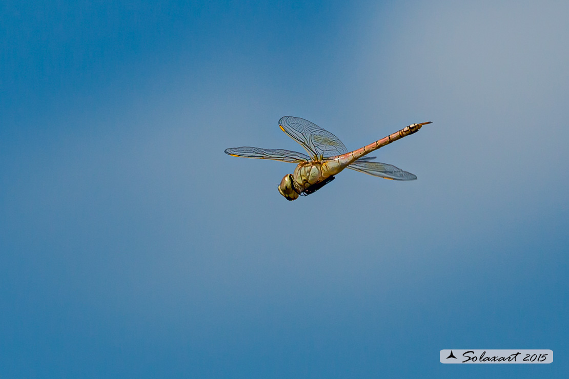 Hemianax ephippiger - Imperatore migrante - Vagrant Emperor
