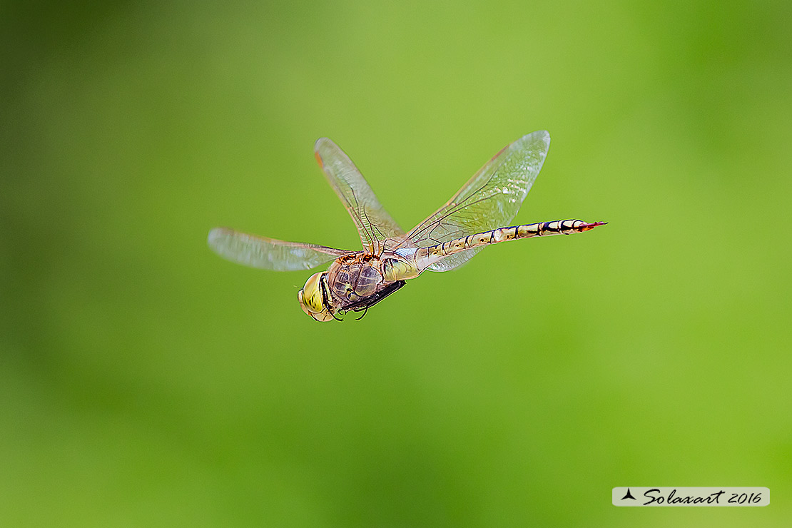 Hemianax ephippiger - Imperatore migrante - Vagrant Emperor