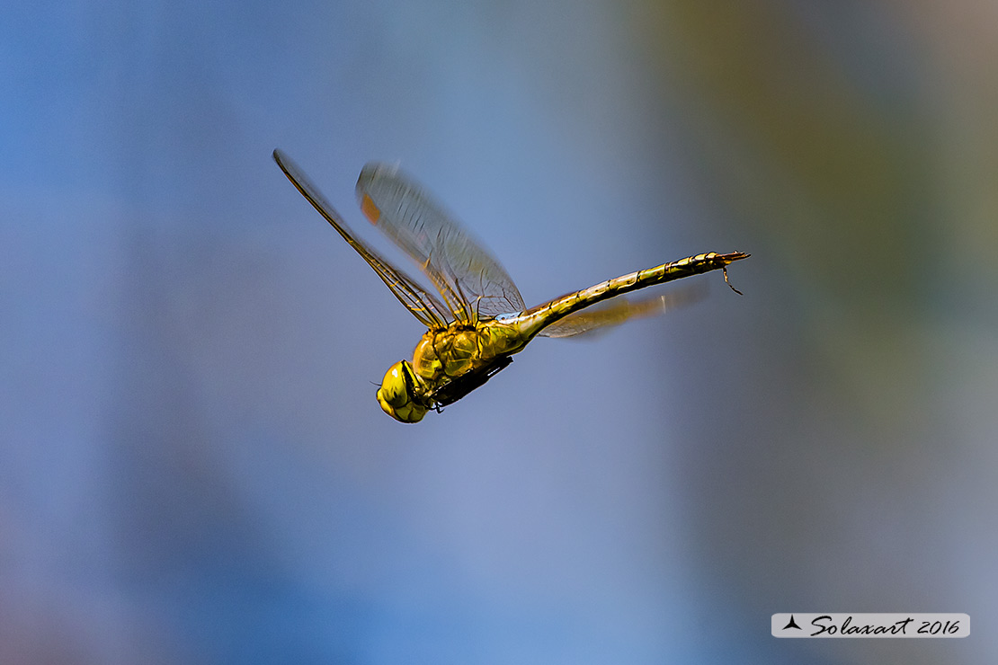 Hemianax ephippiger - Imperatore migrante - Vagrant Emperor