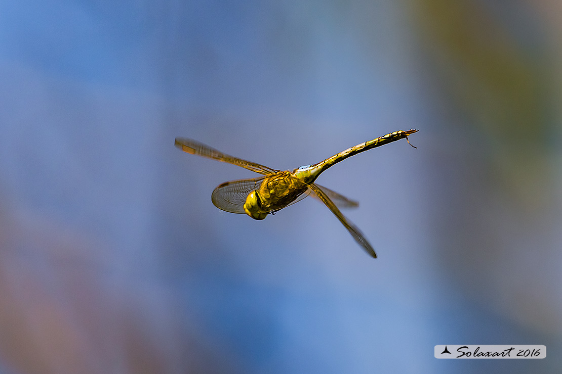 Hemianax ephippiger - Imperatore migrante - Vagrant Emperor