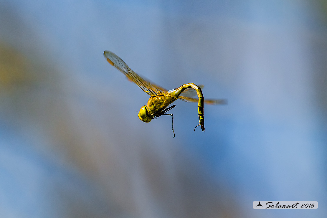 Hemianax ephippiger - Imperatore migrante - Vagrant Emperor