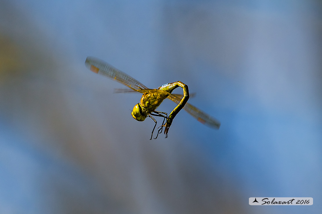 Hemianax ephippiger - Imperatore migrante - Vagrant Emperor