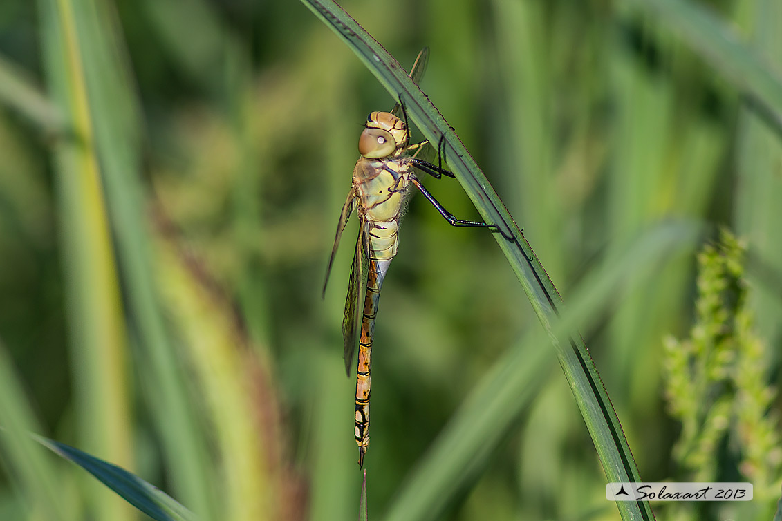 Hemianax ephippiger - Imperatore migrante - Vagrant Emperor