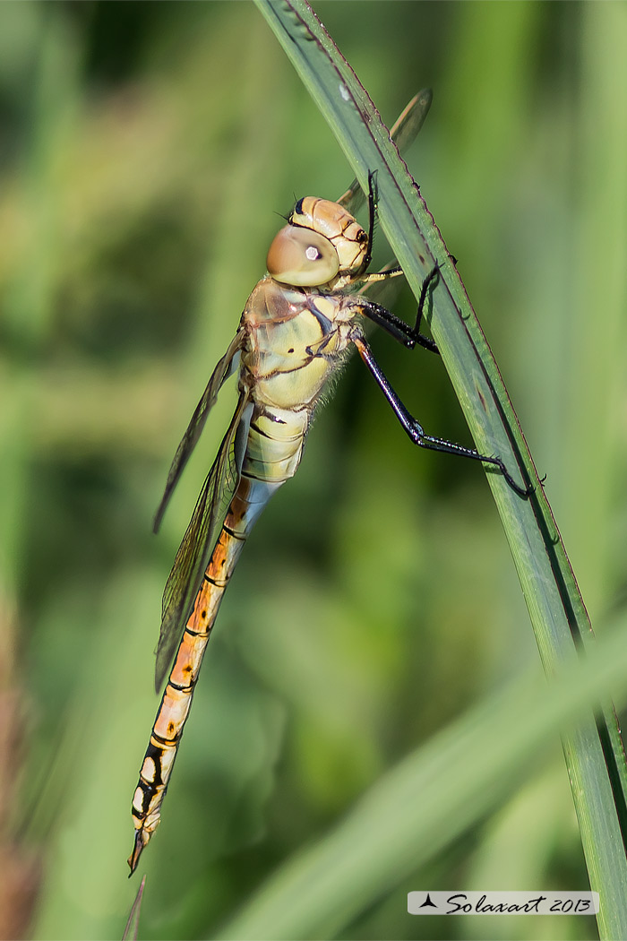 Hemianax ephippiger - Imperatore migrante - Vagrant Emperor