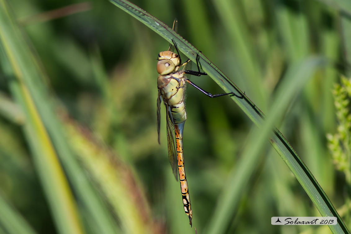 Hemianax ephippiger - Imperatore migrante - Vagrant Emperor