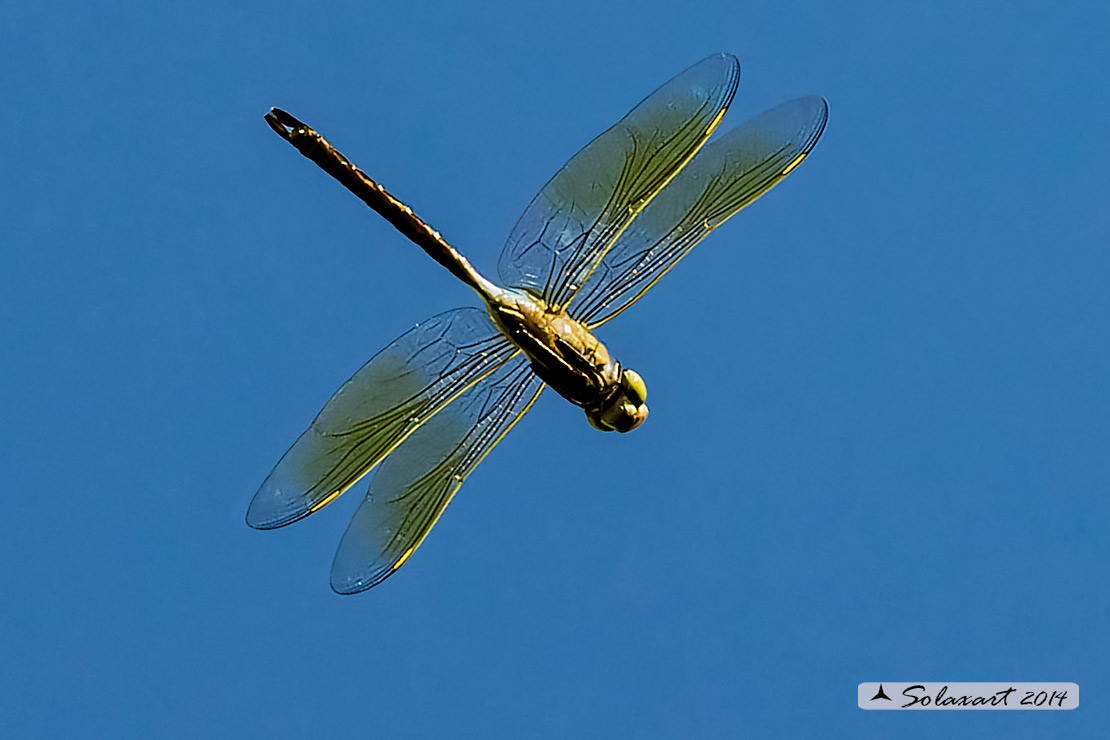 Hemianax ephippiger - Imperatore migrante - Vagrant Emperor