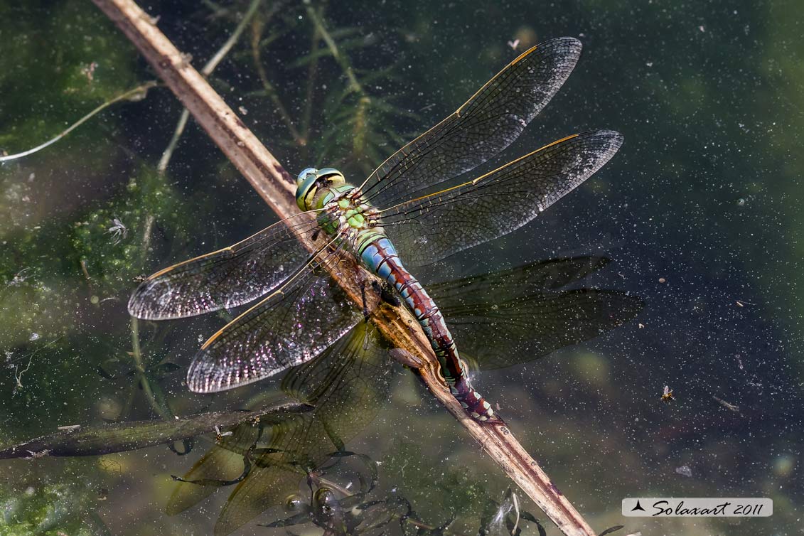 Anax imperator femmina in ovodeposizione