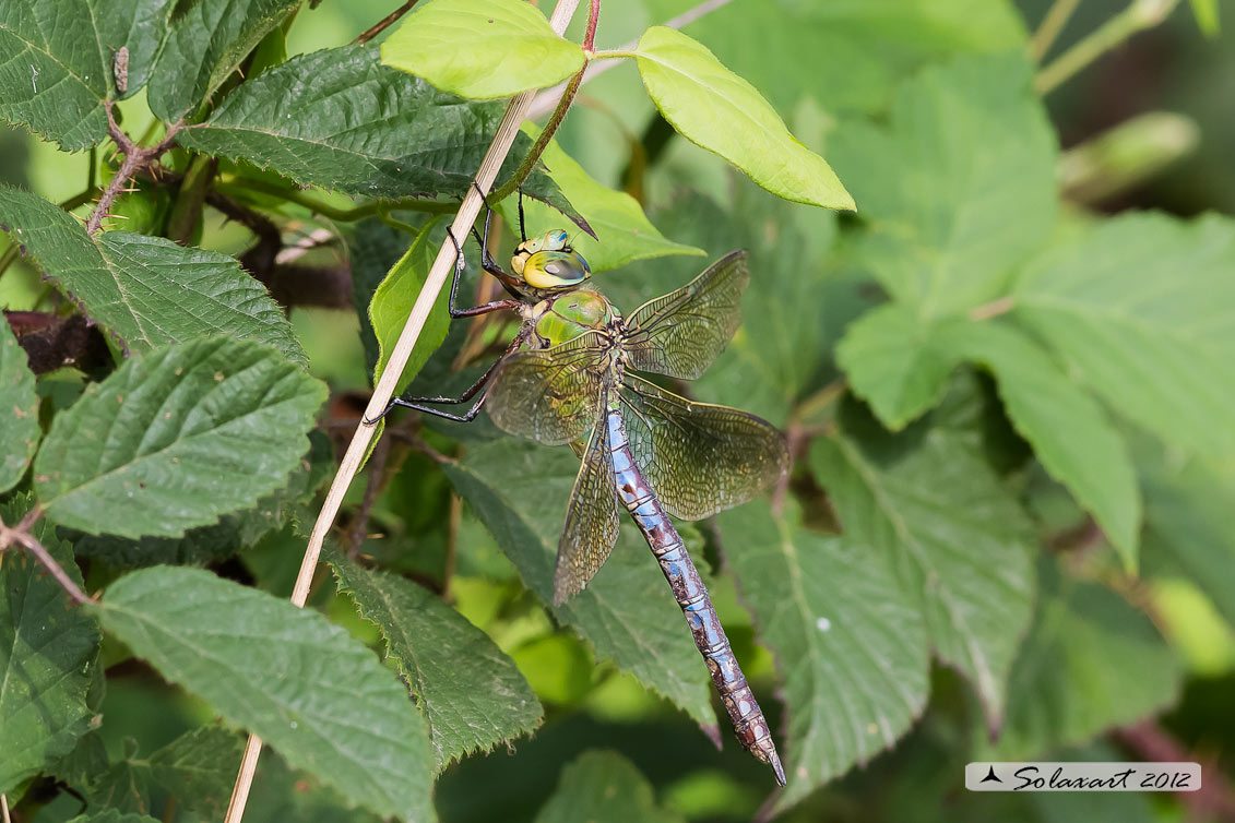 Anax imperator (femmina) - Emperor Dragonfly (female)