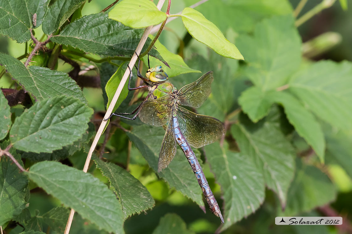 Anax imperator: Imperatore (femmina); Emperor Dragonfly (female)