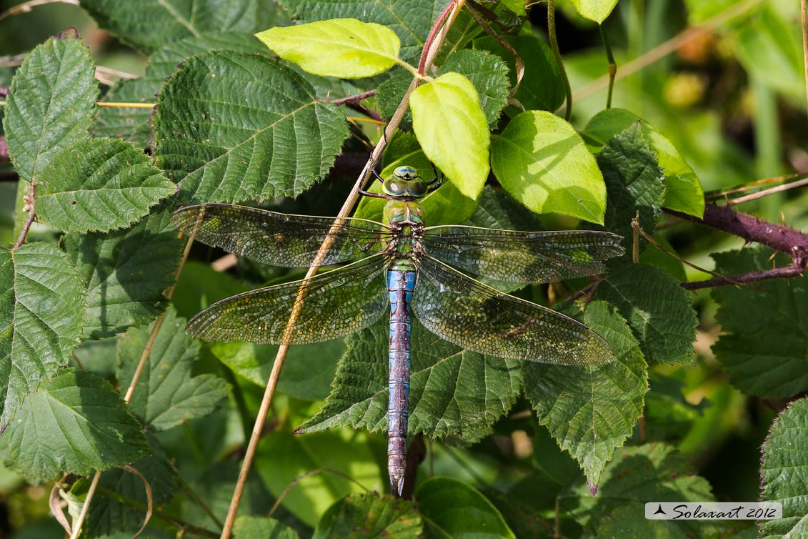 Anax imperator: Imperatore (femmina); Emperor Dragonfly (female)