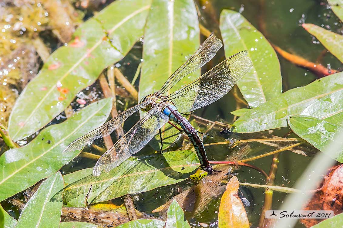 Anax imperator: Imperatore (femmina); Emperor Dragonfly (female)