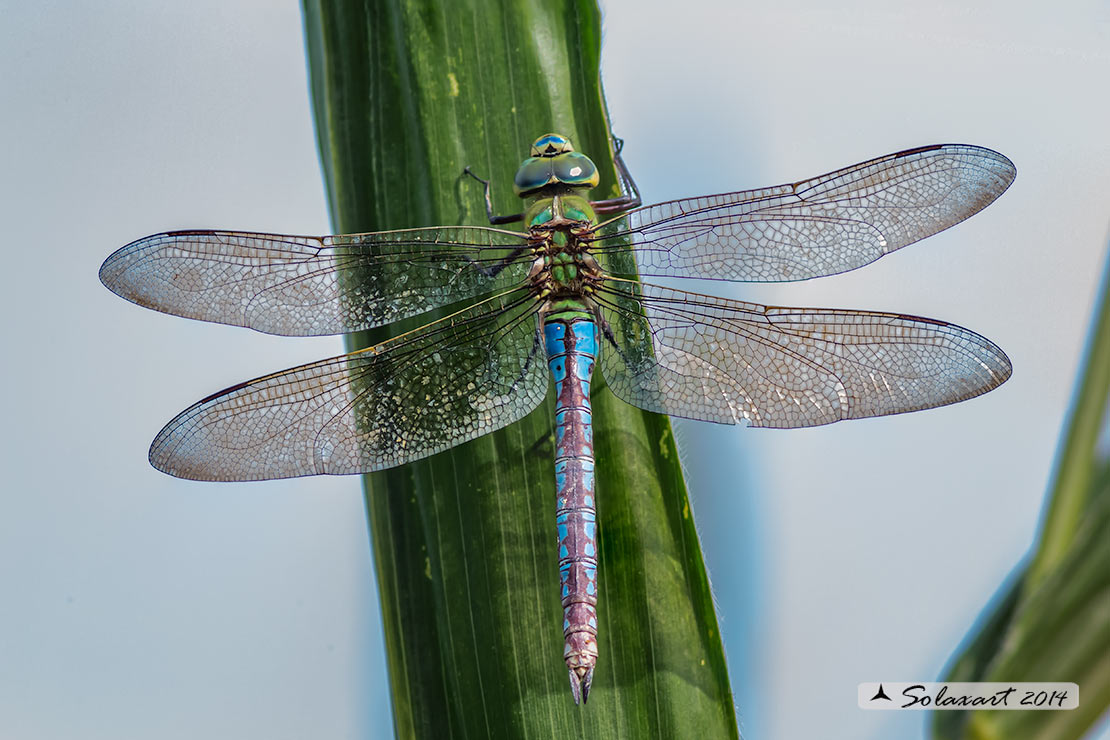 Anax imperator: Imperatore (femmina); Emperor Dragonfly (female)