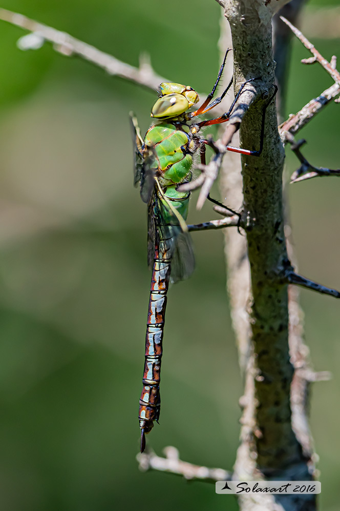 Anax imperator: Imperatore (femmina); Emperor Dragonfly (female)