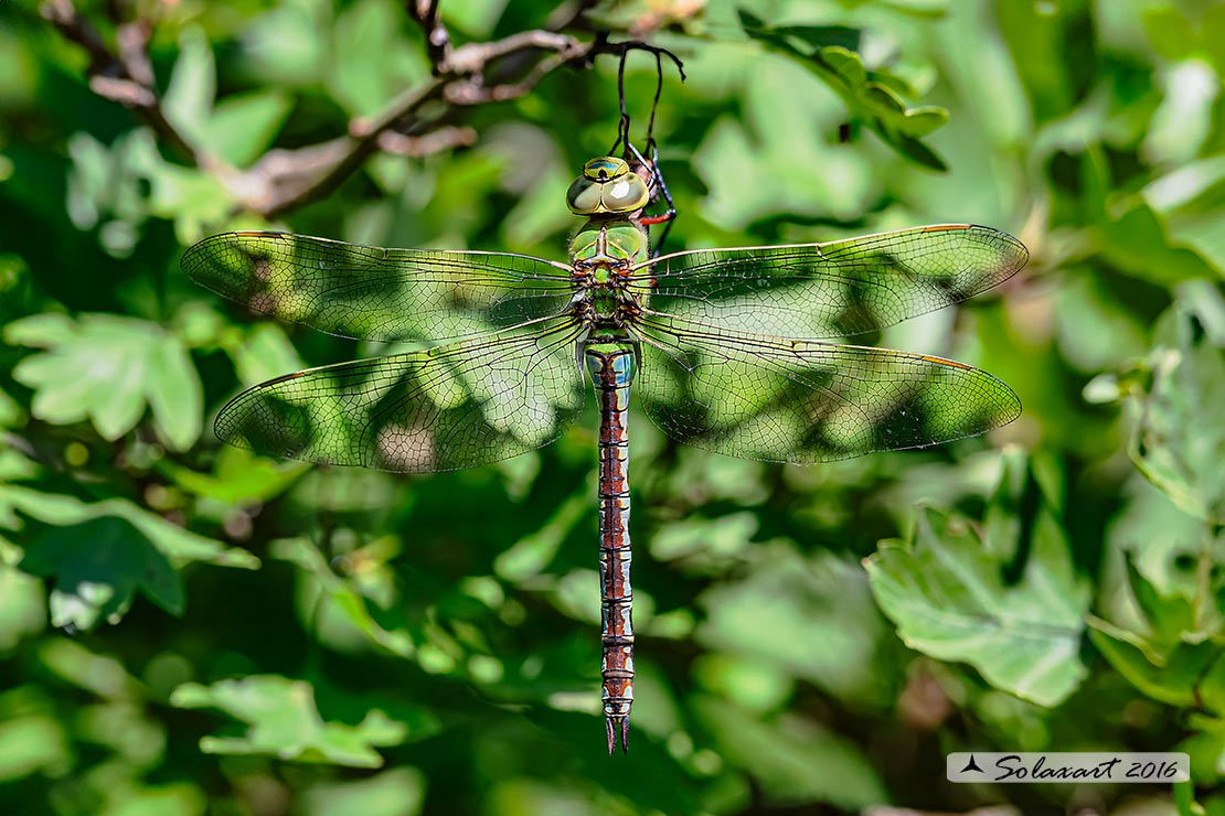 Anax imperator: Imperatore (femmina); Emperor Dragonfly (female)