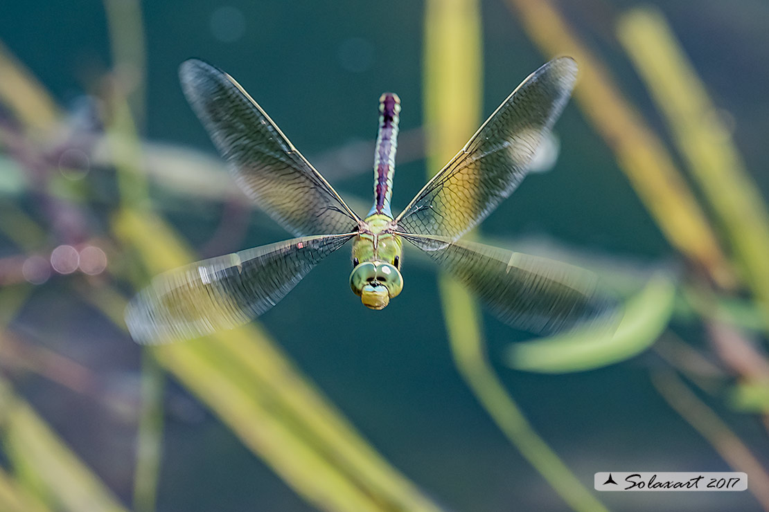 Anax imperator: Imperatore (femmina); Emperor Dragonfly (female)