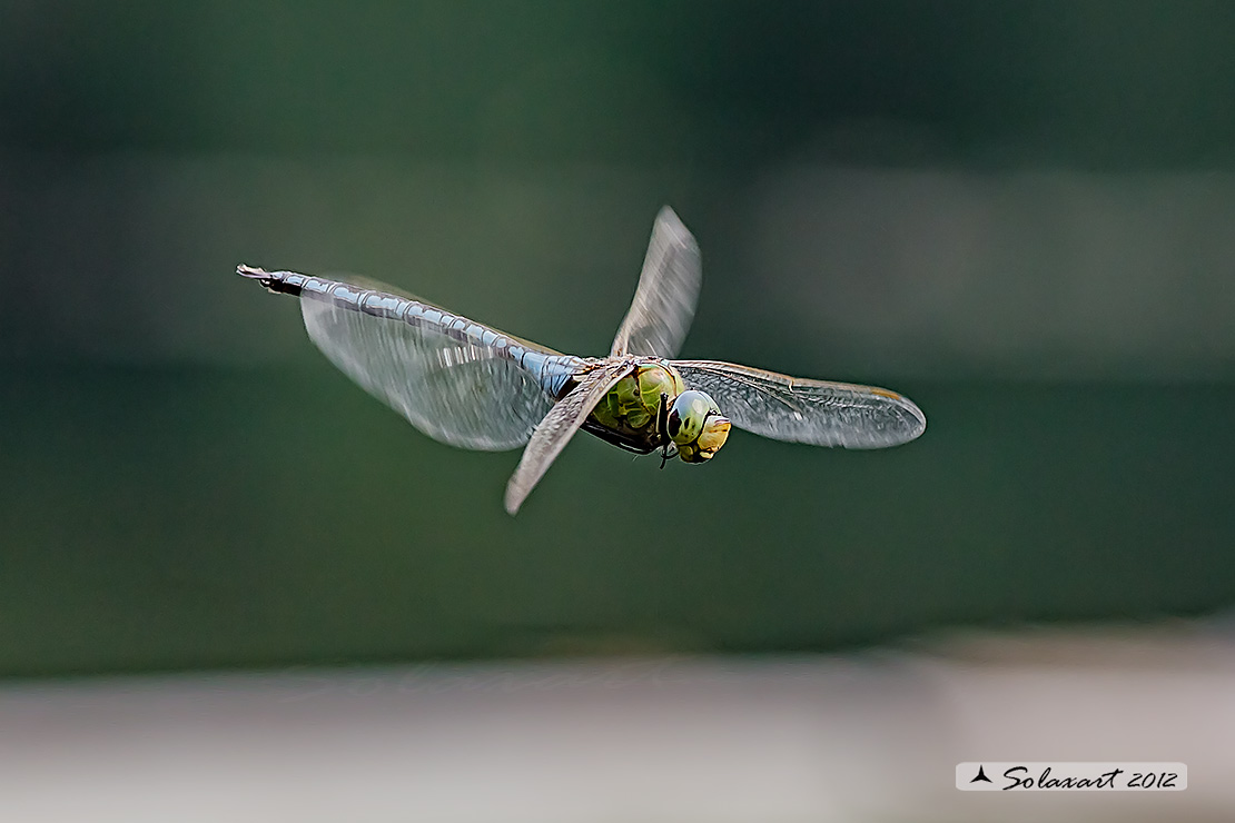Anax imperator: Imperatore (maschio); Emperor Dragonfly (male)