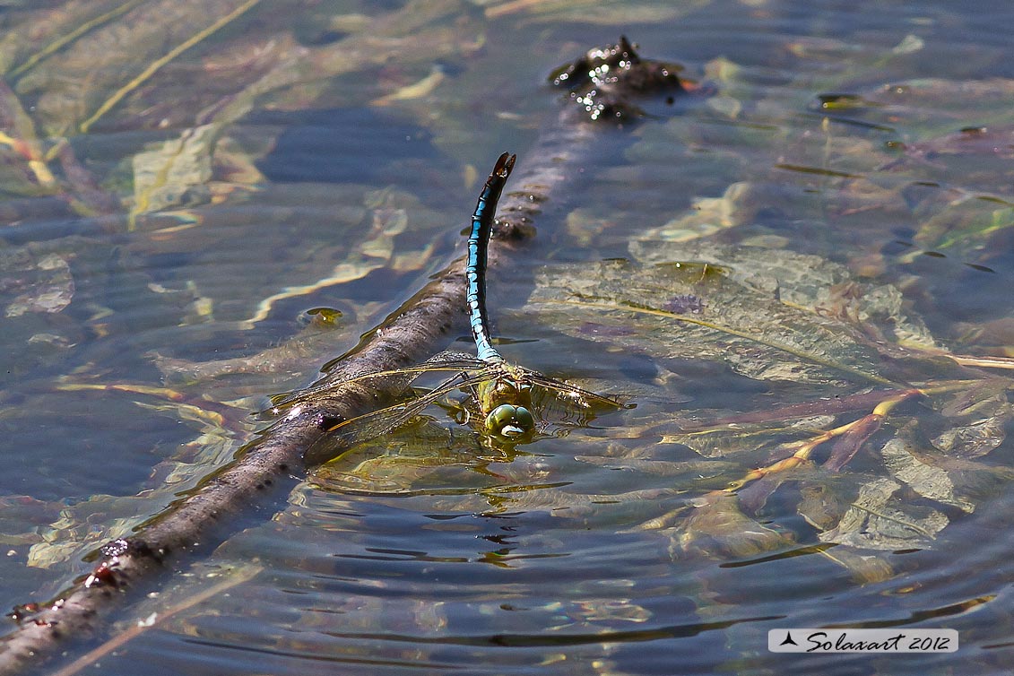 Anax imperator: Imperatore (maschio); Emperor Dragonfly (male)