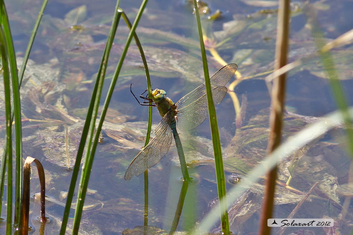 Anax imperator: Imperatore (maschio); Emperor Dragonfly (male)
