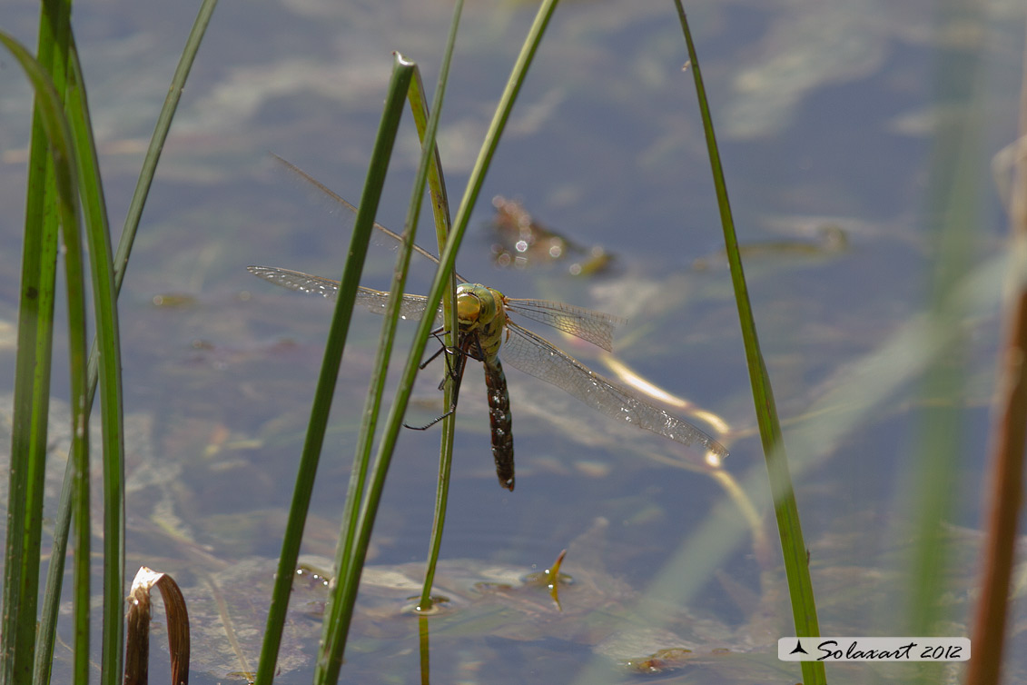 Anax imperator: Imperatore (maschio); Emperor Dragonfly (male)