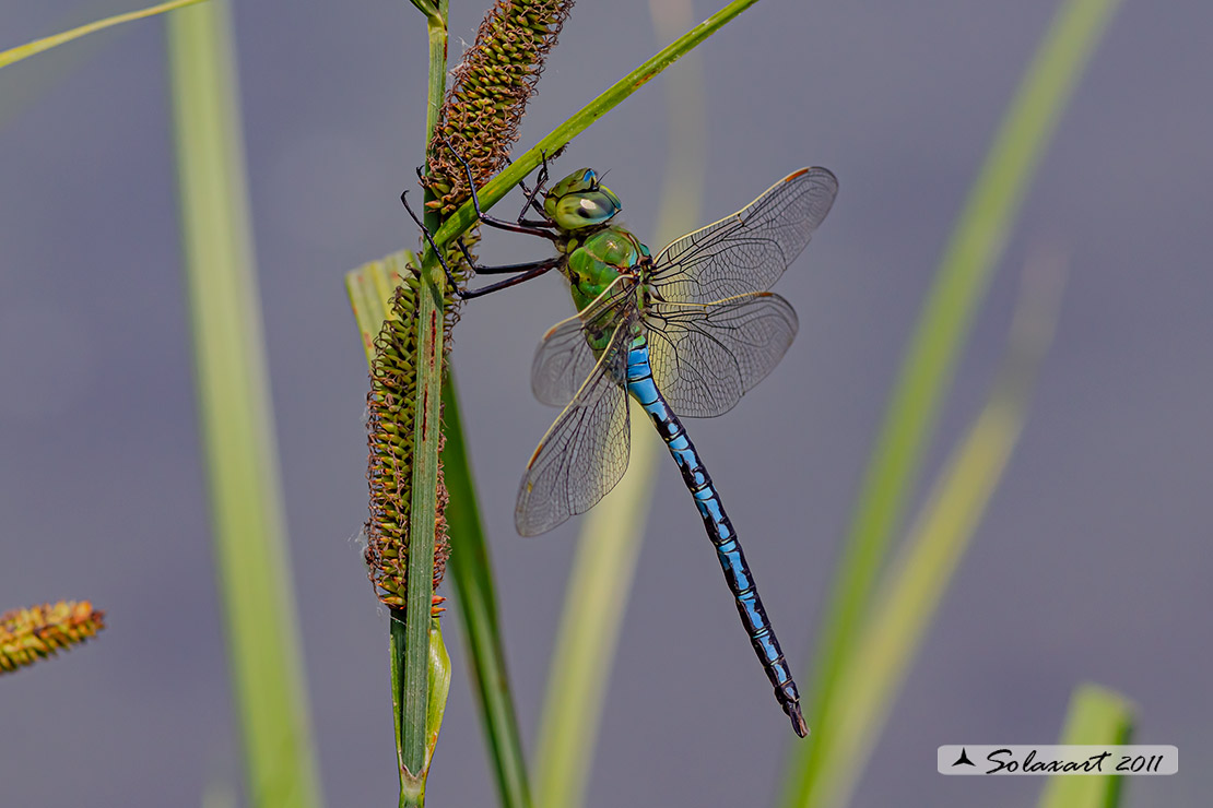 Anax imperator: Imperatore (maschio); Emperor Dragonfly (male)